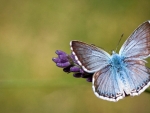 Butterfly on Lavender