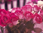 Bouquet of Pink Roses