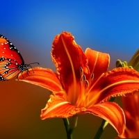 Butterfly on lily