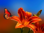 Butterfly on lily
