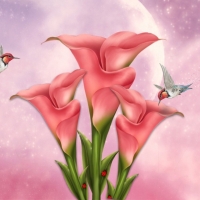 Pink Calla Lily's