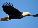 Bald Eagle Flight