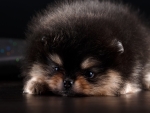 Cute Puppy