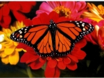 Monarch Butterfly