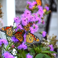 Monarchs on blazingstar  native wildflower