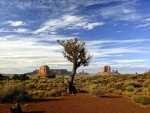 tree in the desert
