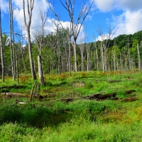 Walking to a wetland