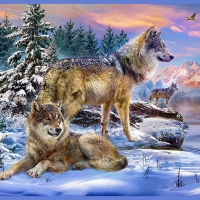Wolves in Winter