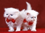 Kittens with bow ties