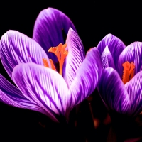 Purple Crocus
