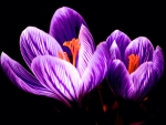 Purple Crocus