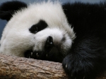 cute panda