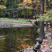 A walk in West Creek area. Parma , Ohio