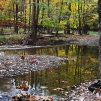 Beauty  in  the West Creek area.