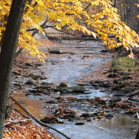 Looking  up into the West creek area