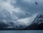 Seagulls Flying Above the Mountains