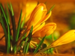 Yellow crocuses