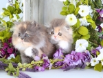Cute grey kittens
