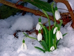 Snowdrops