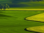 Green field