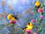 Goldfinches in the Garden