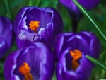 Crocus