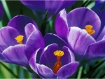 Purple Spring flowers