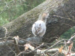 Bianca the White Squirrel