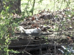 Bianca the White Squirrel Sunning