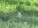 Bianca the White Squirrel in the Grass