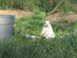 Bianca the White Squirrel after drinking water