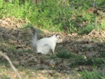 Bianca the White Squirrel on Alert