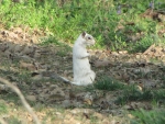 Bianca the White Squirrel on her haunches