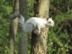 Bianca the White Squirrel perched on tree limb