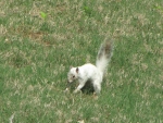 Bianca the White Squirrel burying a nut