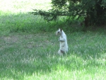 Bianca the White Squirrel listening