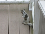 Bianca the White Squirrel on our deck