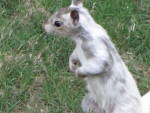 Bianca the White Squirrel Closeup