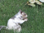 Bianca the White Squirrel eating nut in grass