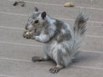 Bianca the White Squirrel on the deck with me
