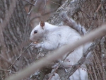 Bianca the White Squirrel as a young squirrel