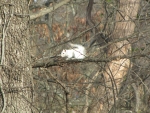 Bianca the White Squirrel in tree