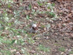 Bianca the White Squirrel with a mouthful of leaves