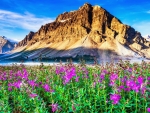 Mountain wildflowers