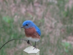 Bluebird