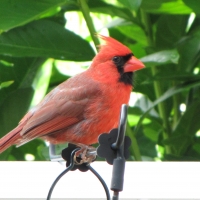 Cardinal
