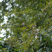 Hummingbird in Tree