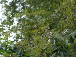 Hummingbird in Tree