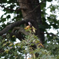 Hummingbird Perched in Tree