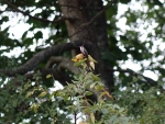 Hummingbird Perched in Tree